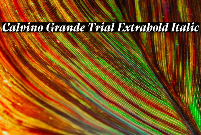 Calvino Grande Trial Extrabold Italic Example 1