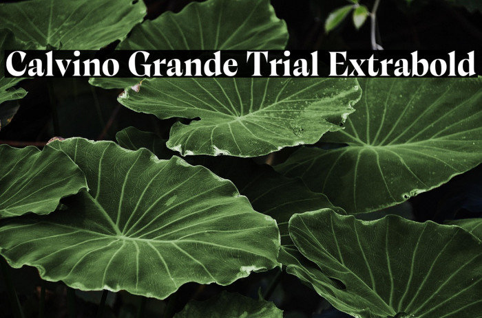 Calvino Grande Trial Extrabold Example 2