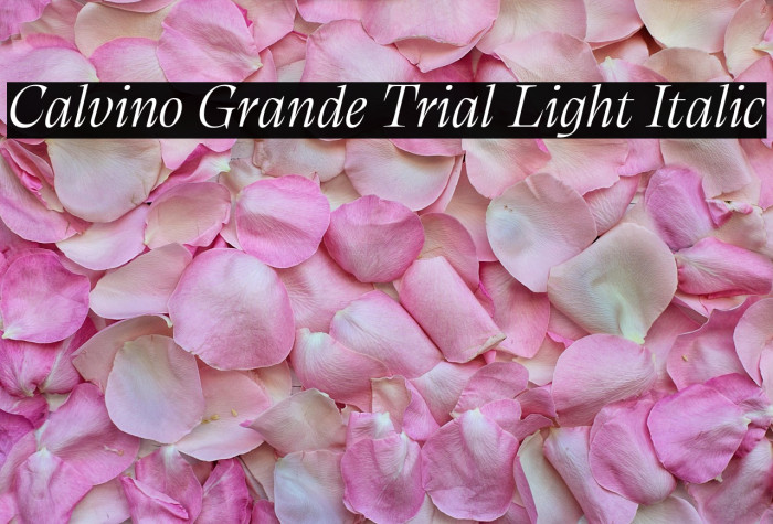 Calvino Grande Trial Light Italic Example 1