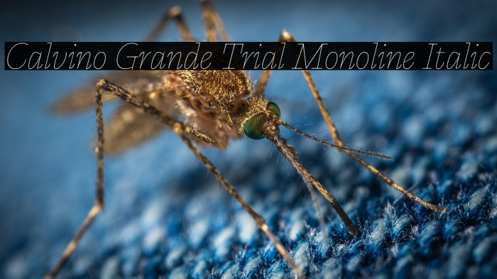 Calvino Grande Trial Monoline Italic Example 1