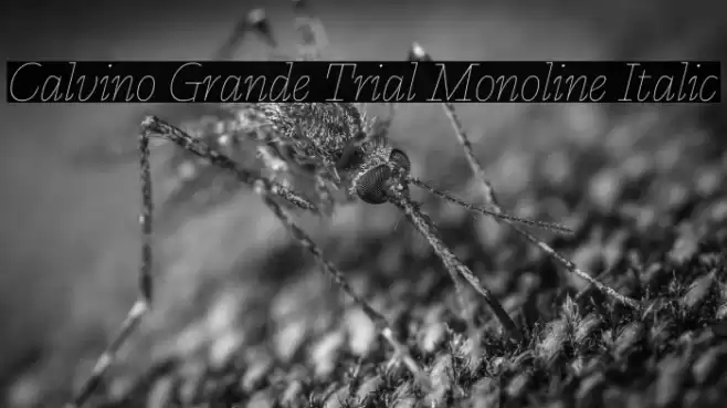 Calvino Grande Trial Monoline Italic Font examples