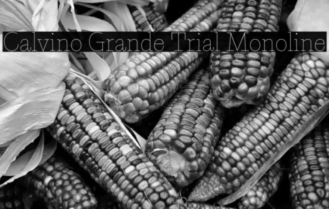 Calvino Grande Trial Monoline Font examples