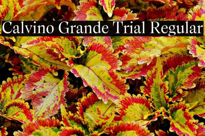 Calvino Grande Trial Regular Example 2