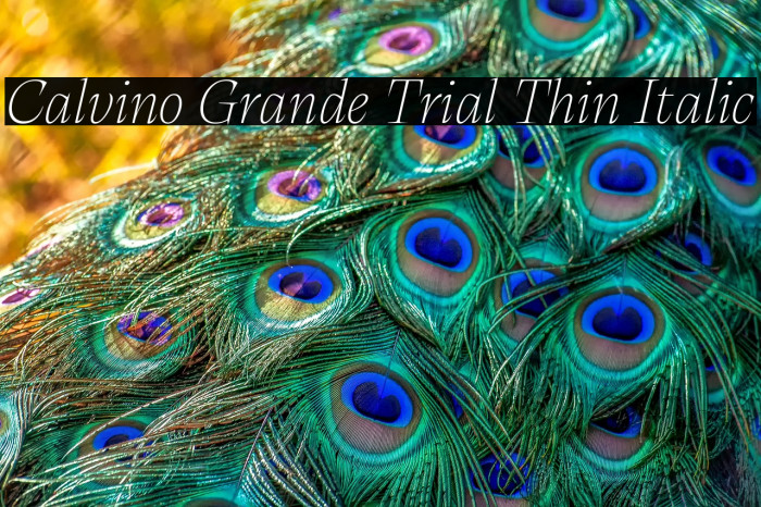 Calvino Grande Trial Thin Italic Example 1