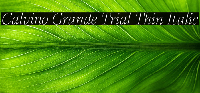 Calvino Grande Trial Thin Italic Example 2