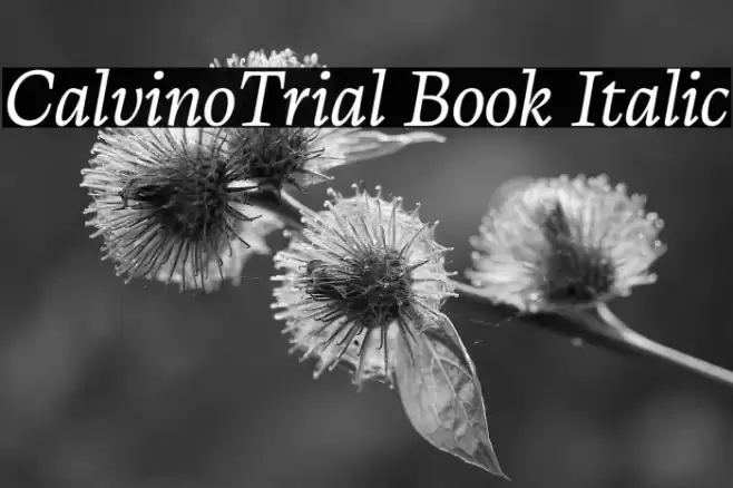 CalvinoTrial Book Italic Font examples