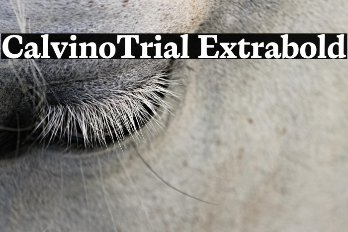CalvinoTrial Extrabold Example 1