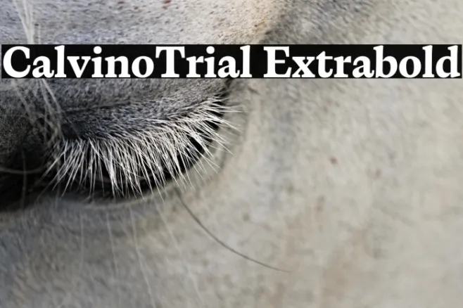 CalvinoTrial Extrabold Example 1