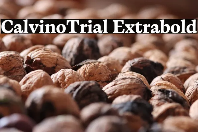 CalvinoTrial Extrabold Example 2
