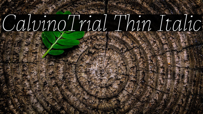 CalvinoTrial Thin Italic Example 1