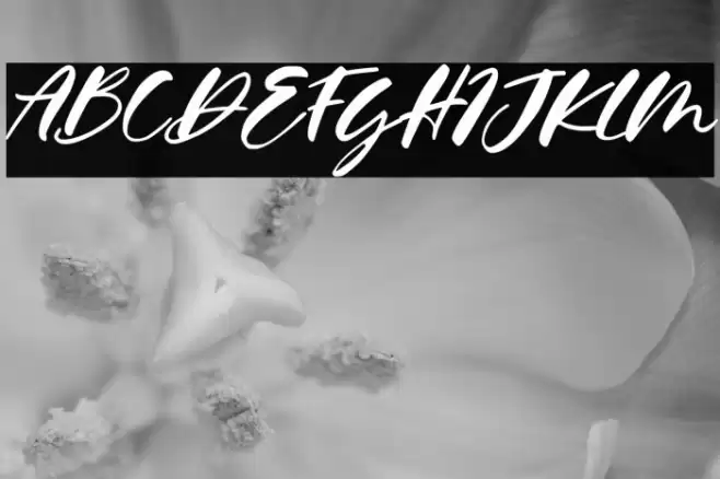 Calysta Rose Italic Font examples