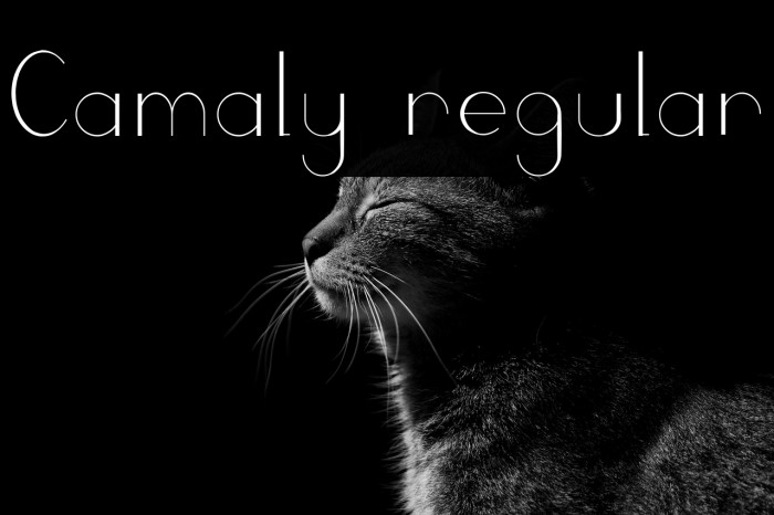 Camaly regular Example 3