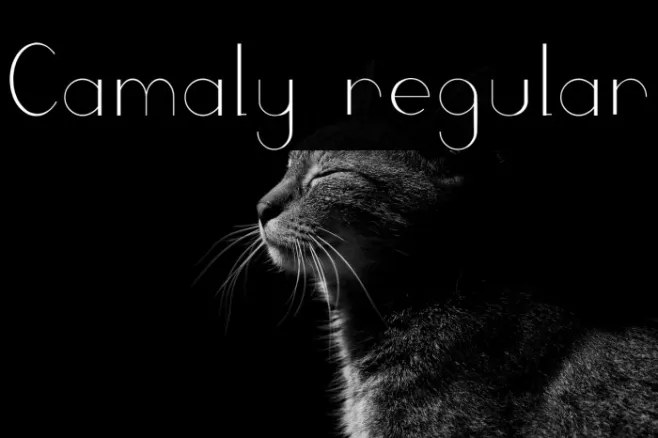 Camaly regular Example 3