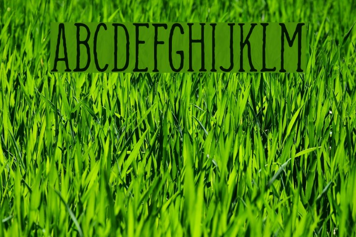 Camargue Serif Regular Font examples