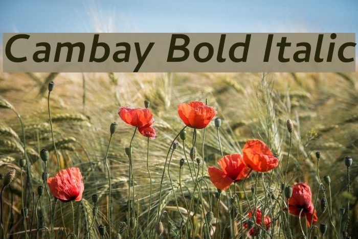 Cambay Bold Italic Font examples