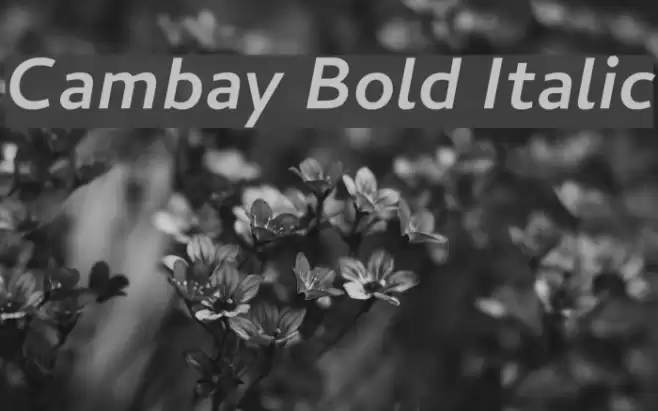 Cambay Bold Italic Font examples