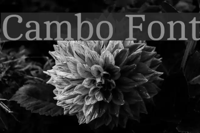 Cambo Font examples