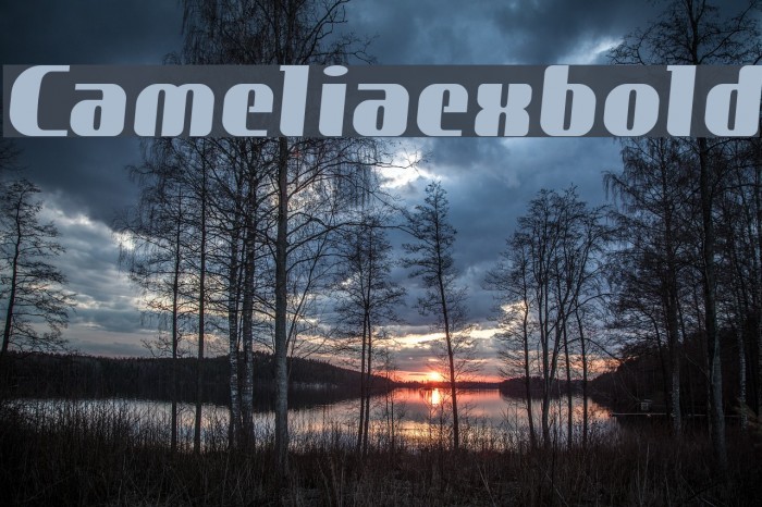 Cameliaexbold Font examples