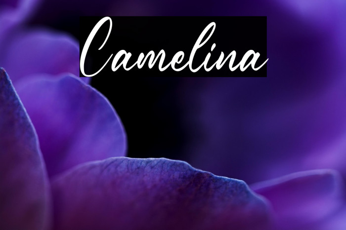Camelina Example 3