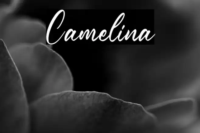 Camelina Font examples