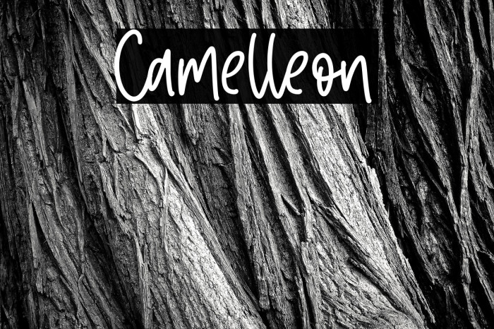 Camelleon Example 2