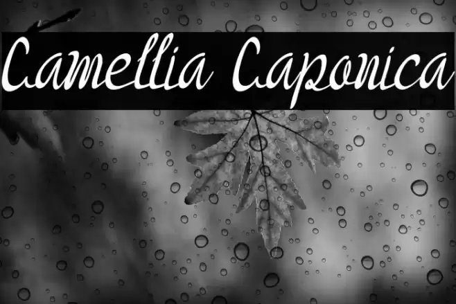 Camellia Caponica Font examples