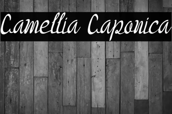 Camellia Caponica Font examples