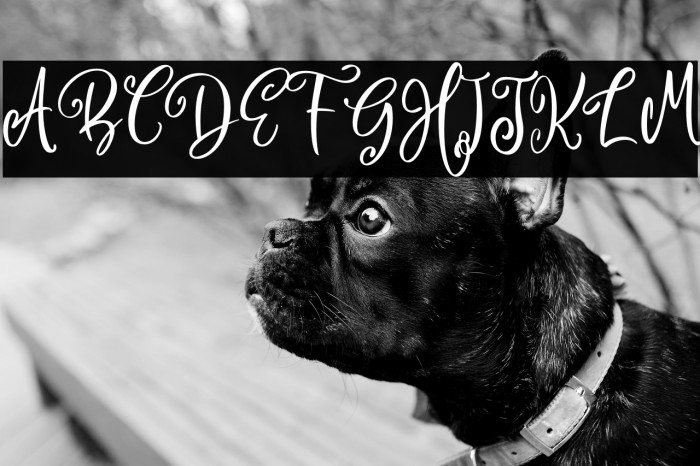 Camellia Personal Use Example 2