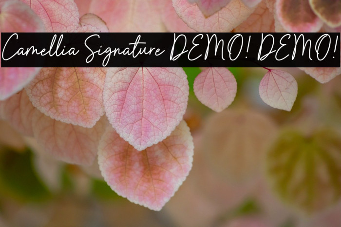 Camellia Signature DEMO! DEMO! Example 2