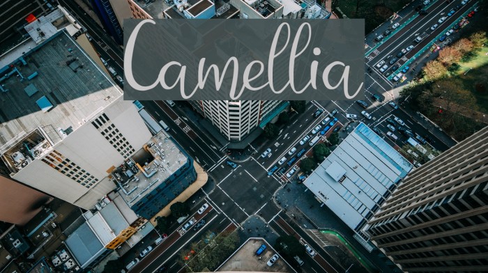 Camellia Font examples