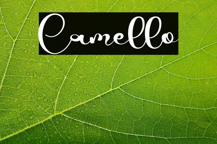 Camello Example 1