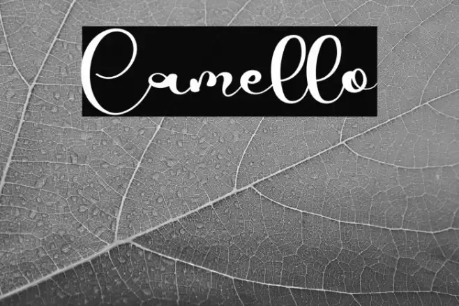Camello Font examples