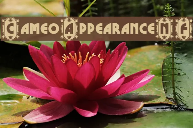 CameoAppearanceNF Example 1