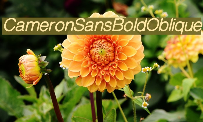 CameronSansBoldOblique Font examples