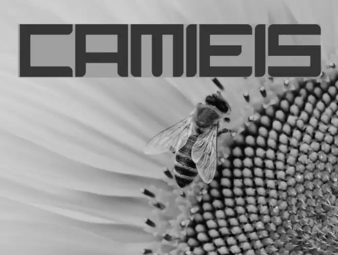 Camieis Font examples