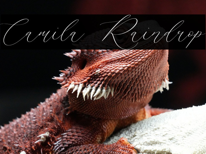 Camila Raindrop Example 2