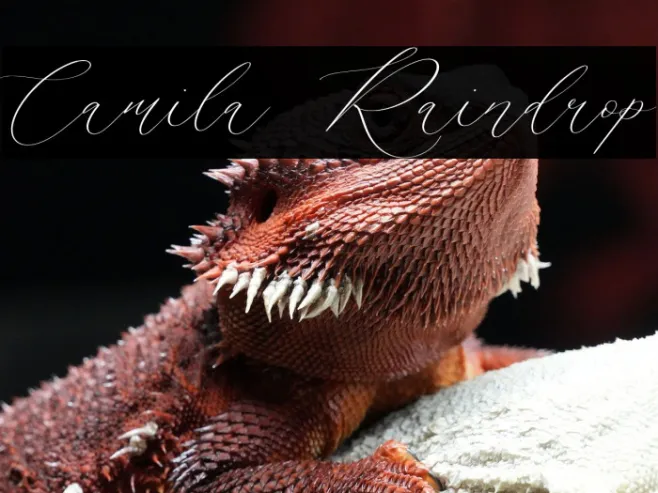 Camila Raindrop Example 2
