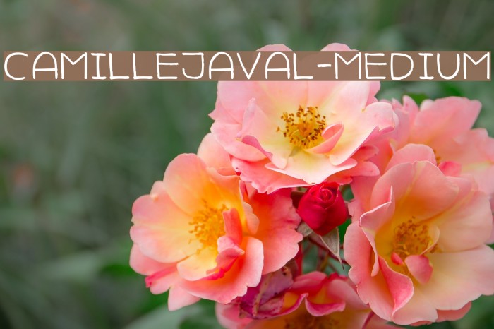 CamilleJaval-Medium Font examples
