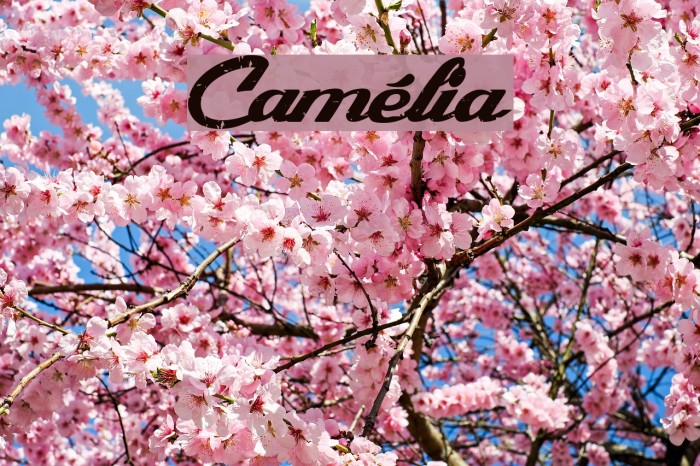 Camélia Font examples