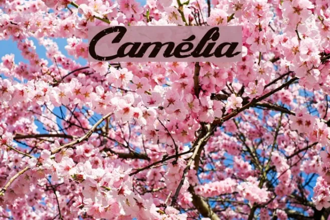 Camélia Example 1