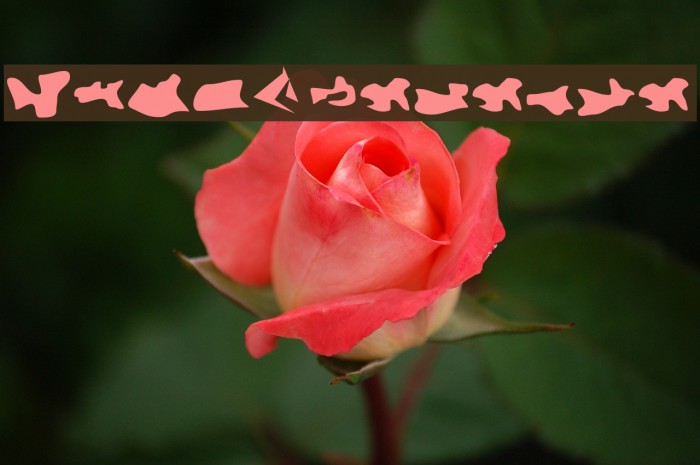 Camo3 Reverse Example 3