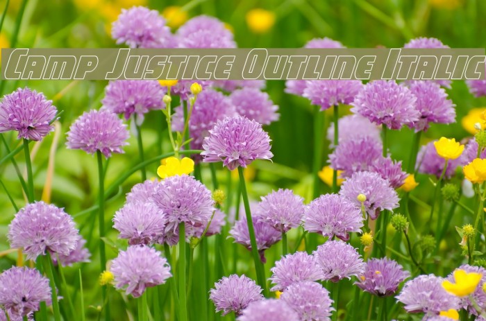 Camp Justice Outline Italic Example 1