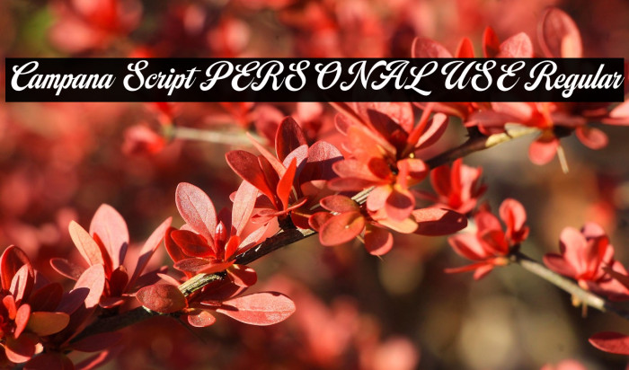 Campana Script PERSONAL USE Regular Example 2