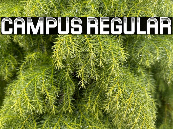 Campus Regular Example 3
