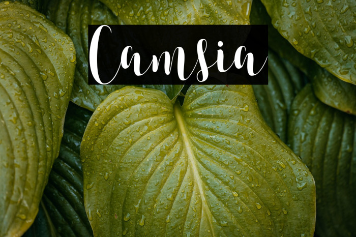 Camsia Example 1