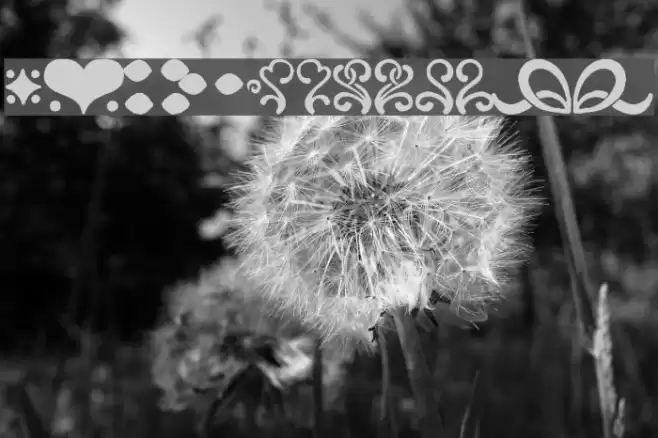 CanCan de Bois Font examples