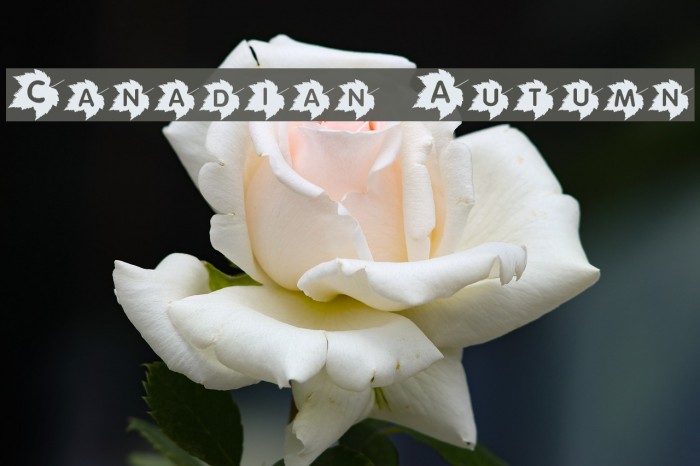 Canadian Autumn Font examples