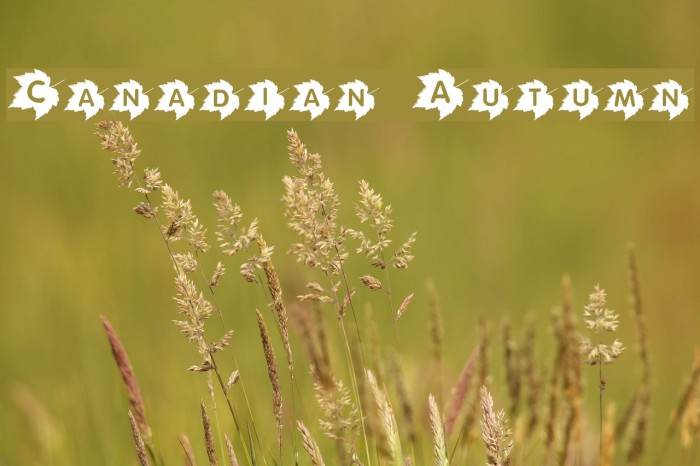 Canadian Autumn Font examples