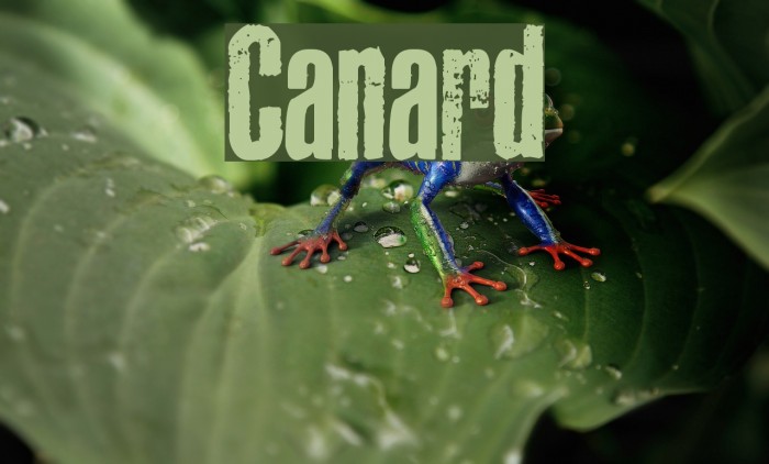 Canard Font examples