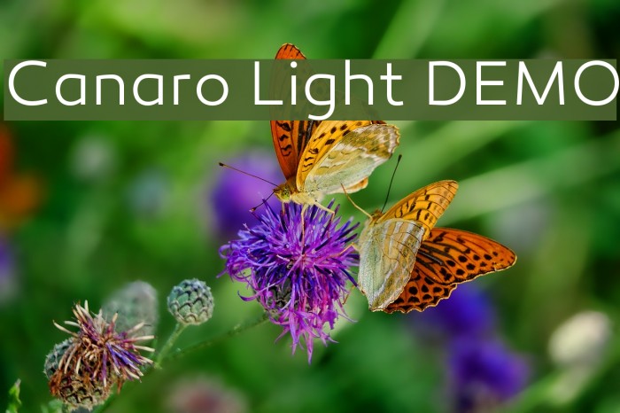 Canaro Light DEMO Font examples